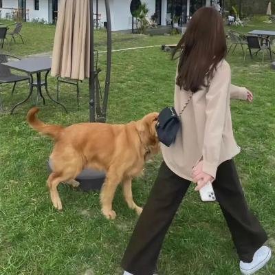 鬼马小精灵:大闹学校